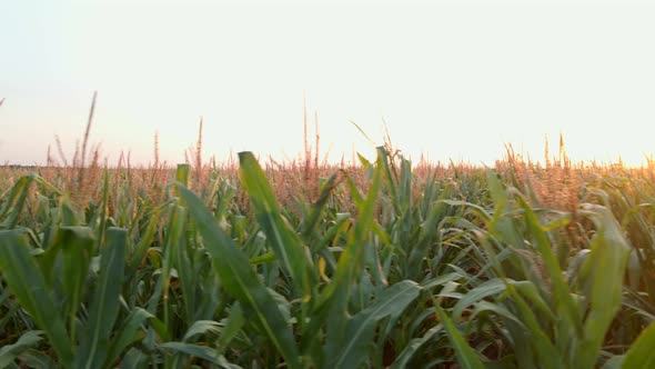 Extreme Close Up Drone Shot of Green Corn Field at Summer Sunset