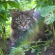 Big Gray Cat Sitting in the Garden Bush - VideoHive Item for Sale
