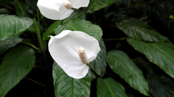 Anthurium flower in the garden.