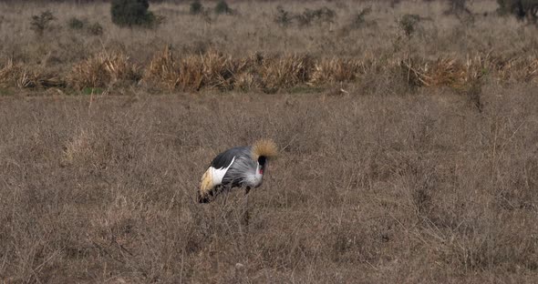 Grey Crowned Crane, balearica regulorum, Adult at Nairobi Park in Kenya, Real Time 4K