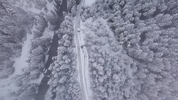 Flight Over Winter Forest