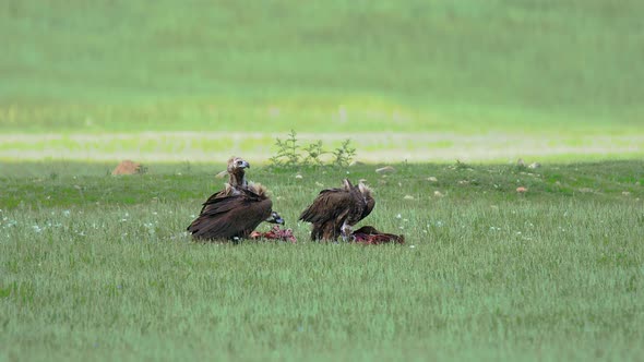 Wild Vulture Herd Eating a Dead Animal Carcass