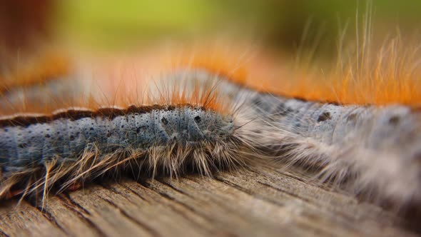 Extreme macro close up and extreme slow motion of a Western Tent Caterpillar passing in front of ano