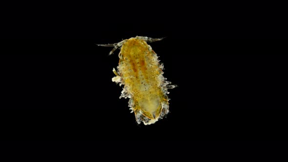 Plankton and Zooplankton of the Black Sea, Crustacean Cilicaea Sp., Type Arthropod, Order Isopoda