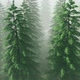 Flying Over The Pine Trees - VideoHive Item for Sale