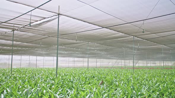 Slow motion - water sprinkers watering Amaryllis plants inside a greenhouse