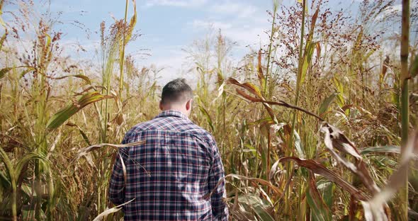 Farmer Walking in Middle Through Cornfield and Sorghum on a Sunny Day