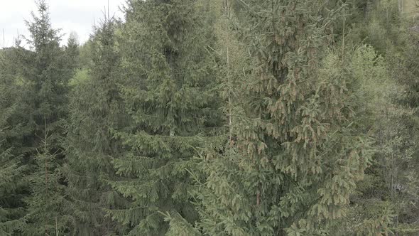 Spruce in the Forest. Slow Motion. Carpathian Mountains. Ukraine. Aerial. Gray, Flat