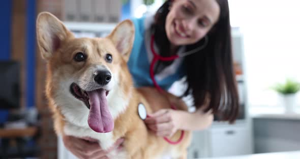 Veterinarian Listens to Dog Heartbeat and Checks Heart Rate