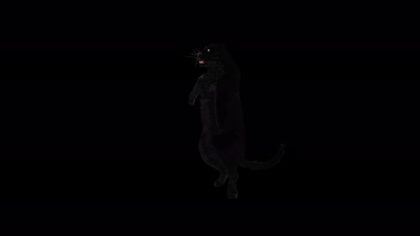 Panther Dancing HD