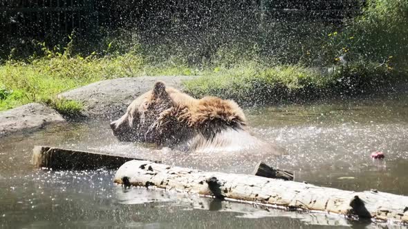 Brown Bear Plays in the Pond in the Reserve and Funny Swimming in the Water