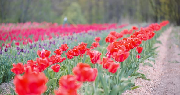 Blooming Tulips on Agriculture Field