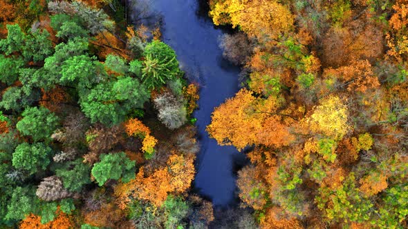 River and yellow autumn forest, view from above