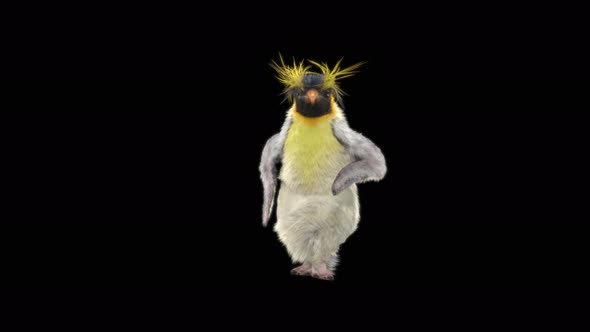 66 Penguin Dancing 4K