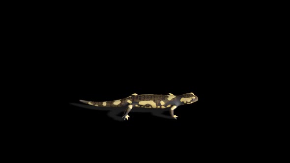 Fire Salamander Walk 1