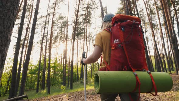 Woman Traveler with Hiking Backpack and Trekking Poles Walking Through Pine Forest