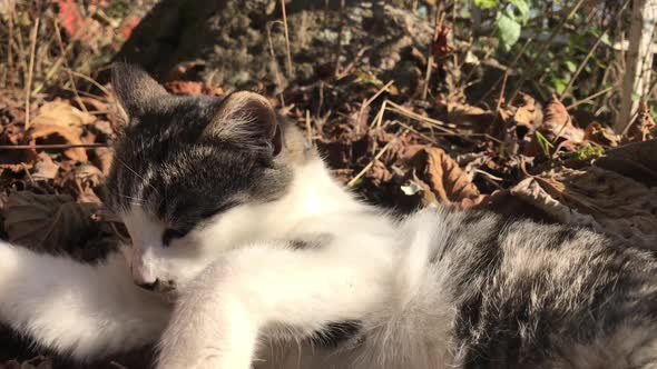 Felis catus  kitten in the field resting  4K 3840X2160 UHD footage -  Domestic gray and white colour