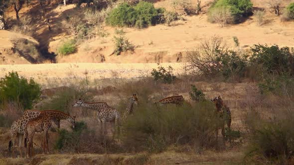 Giraffe in Kruger National park, South Africa