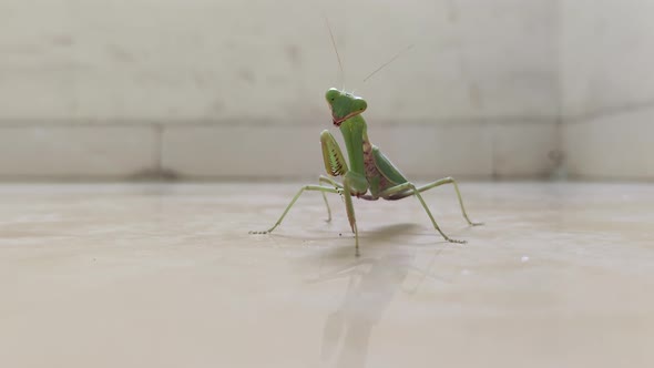 Praying Mantis busy cleaning it's own feet.