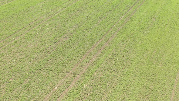 Field of green peas after spraying with herbicides 4K drone video