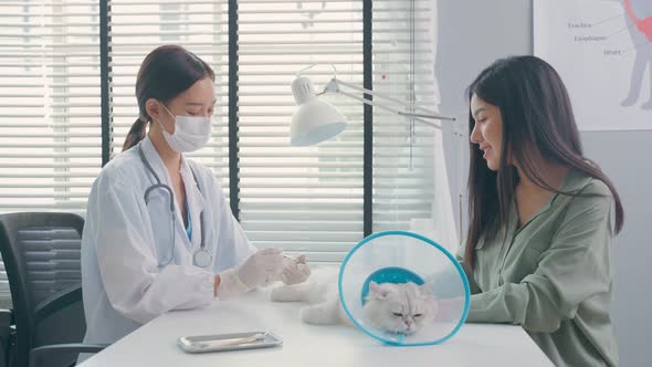 Asian veterinarian with stethoscope work to examine cat during appointment in veterinary clinic.