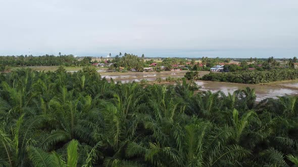 Aerial fly over oil palm plantation toward rice field