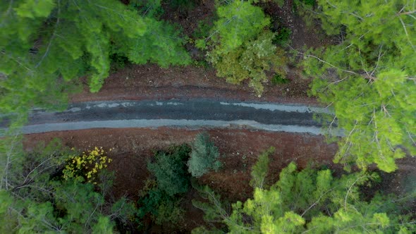 Mysterious Trail in the Forest Filmed on a Drone