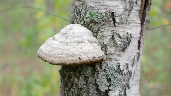 Medicinal Chaga Mushroom Grows on the Bark of a Tree