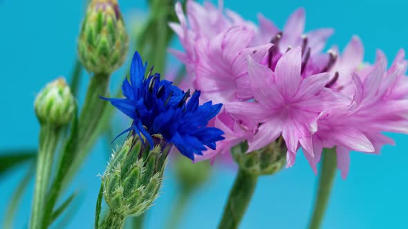 Cornflowers Bloom on Blue Background in Time Lapse