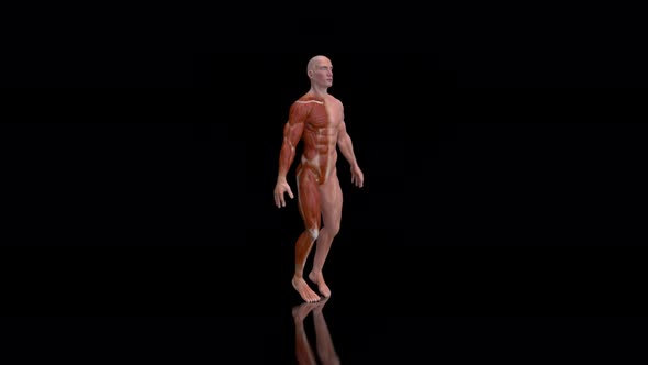 4K anatomy of a man doing jumping jacks