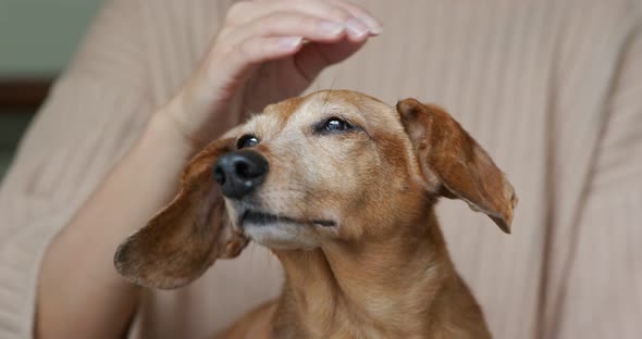 Woman cuddling her dachshund at home