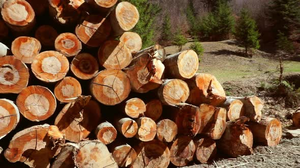 Pile of wood in a forest. Illegal deforested