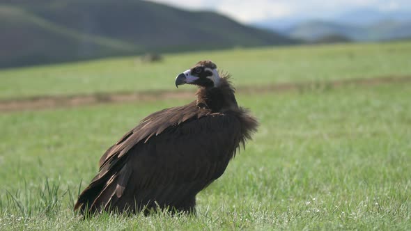 A Free Wild Cinereous Vulture Bird in Natural Habitat of Green Meadow