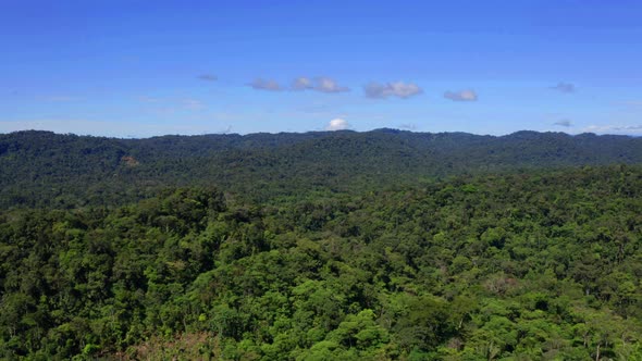 Aerial view of a tropical forest, flying over the tree canopy of the Amazon