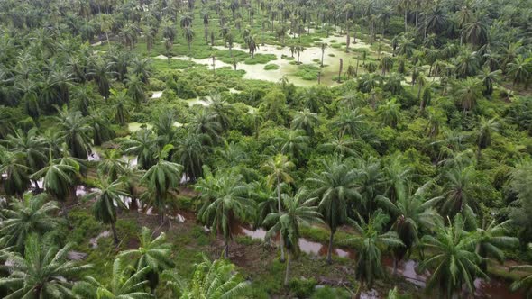 Aerial view green coconut palm tree