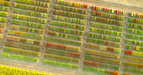 Aerial view of rows of tulips at Keukenhof botanical garden, Lisse, Netherlands.