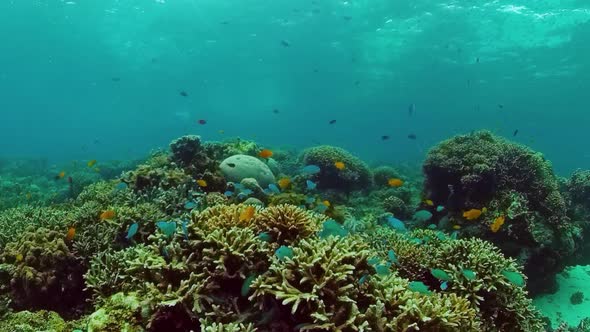 Coral Reef and Tropical Fish Underwater