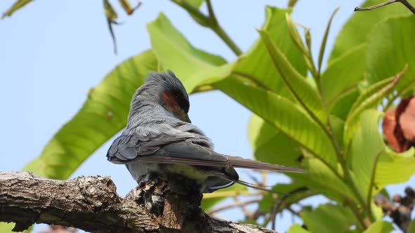 Grey-rumped treeswift nest in tree .