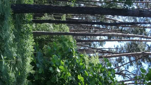 Vertical Video Aerial View Inside a Green Forest with Trees in Summer