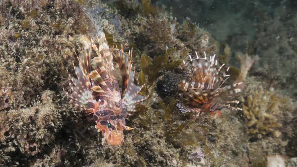 Two colourful deadly Lion fish sit perched on a reef structure in a slight current displaying their