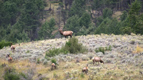 Bull Elk in the sage brush grazing as bull cases cow