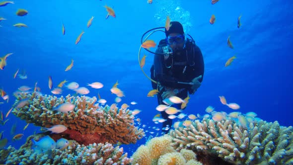 Tropical Fish Coral Reef and A Diver