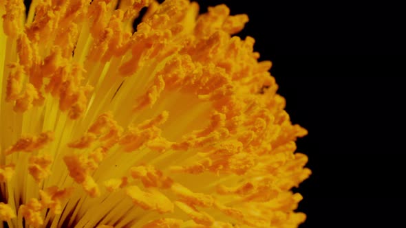 Macro shot of a Matilija Poppy over a black background