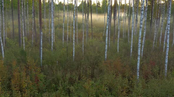 Birch and Pine Trees