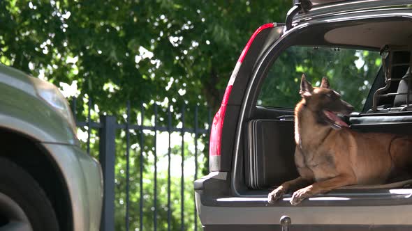 Dog in a Car Trunk Is Jumping Out and Attacking a Stranger.