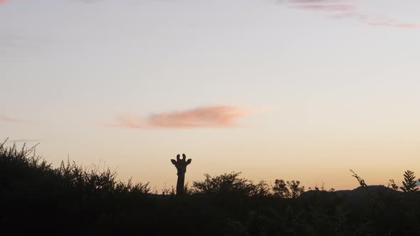 Giraffe in Pilanesberg National Park in South Africa during sunset