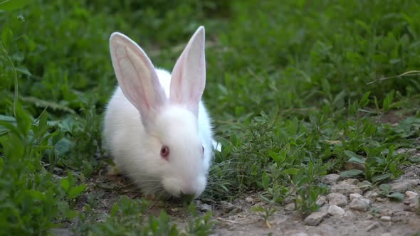 Funny Baby White Rabbit Eat Green Grass