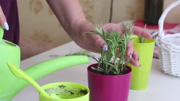 A Woman Waters Transplanted Rosemary Sprouts From A Watering Can. Planting Sprouted Sprigs Of Rosema