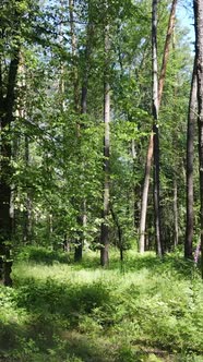 Vertical Video of a Forest with Trees