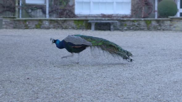 A peacock walking through the garden of a country house